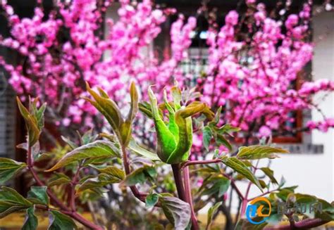 花枝招展意思|花枝招展的意思